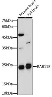 Western Blot: RAB11B AntibodyAzide and BSA Free [NBP2-95094]